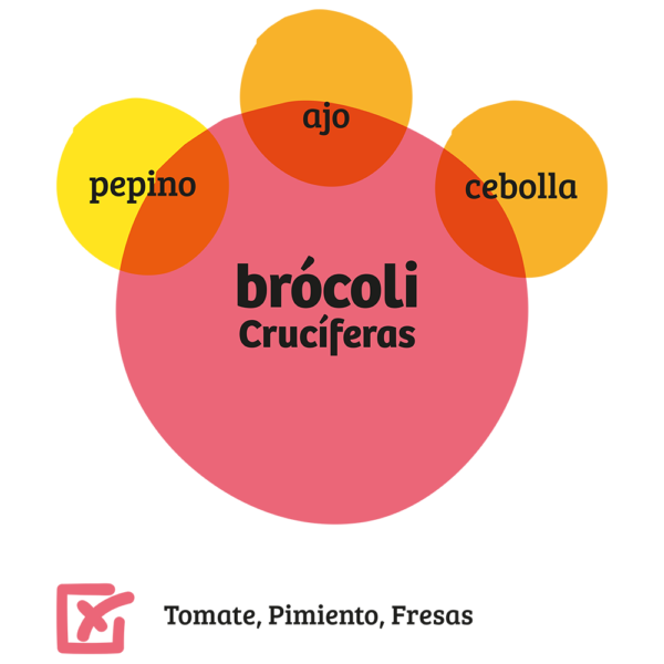 Familia de Crucíferas