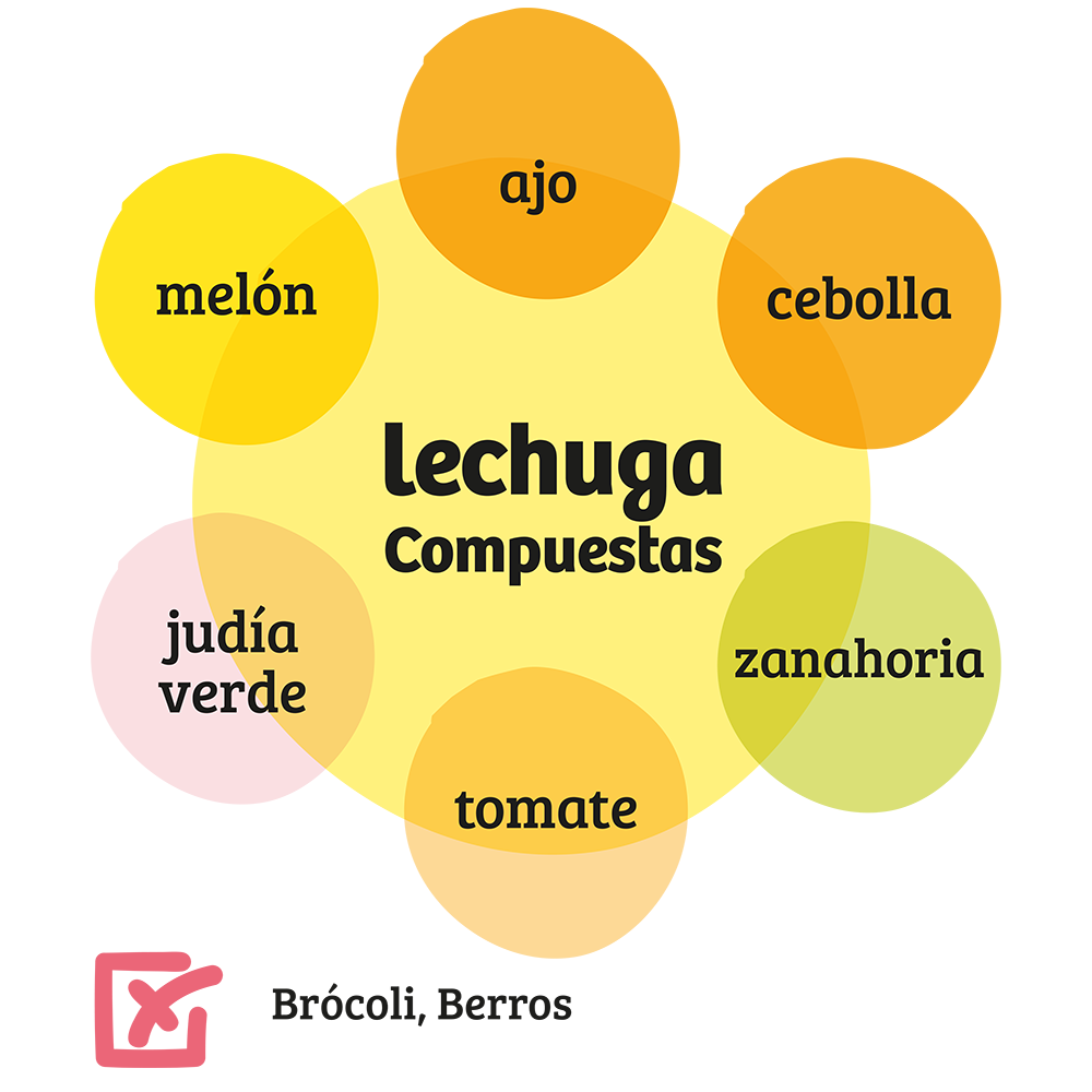 Familia de Compuestas