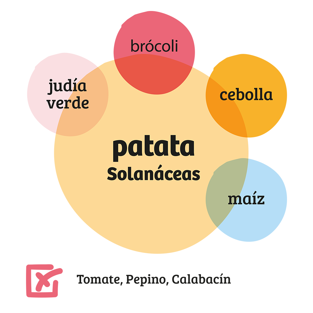 Familia de Solanáceas