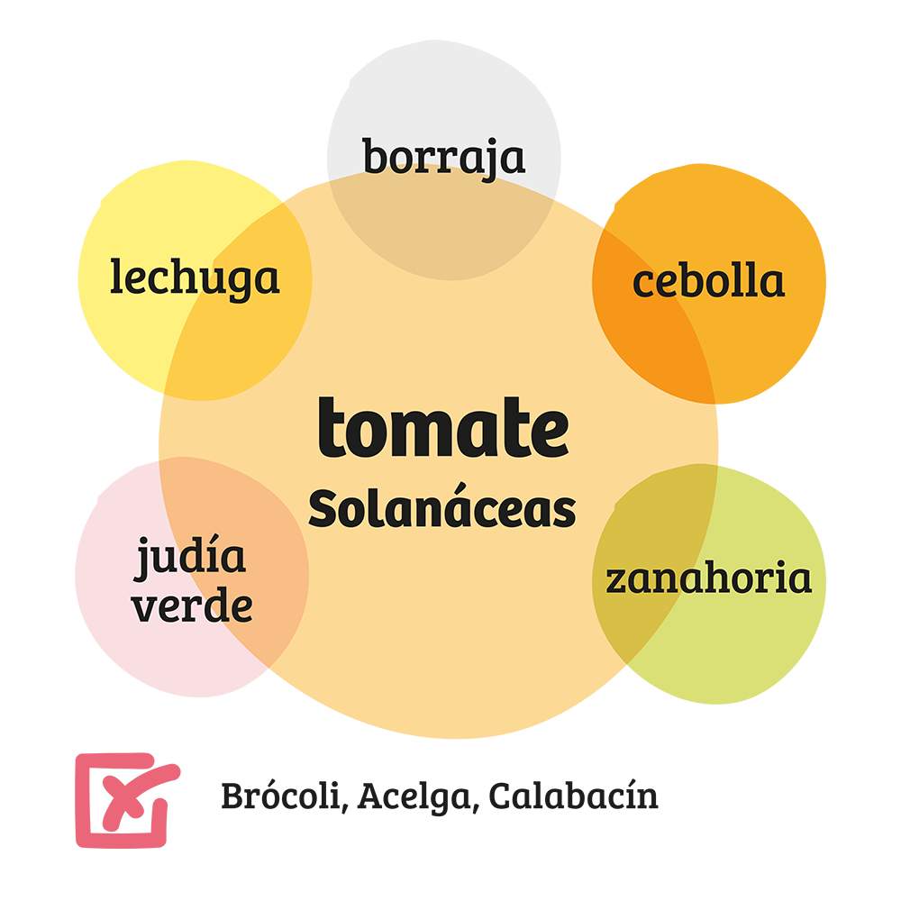 Familia de Solanáceas
