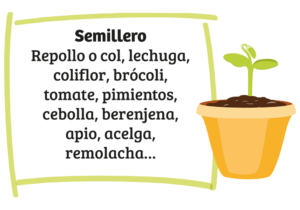 Siembra en semillero